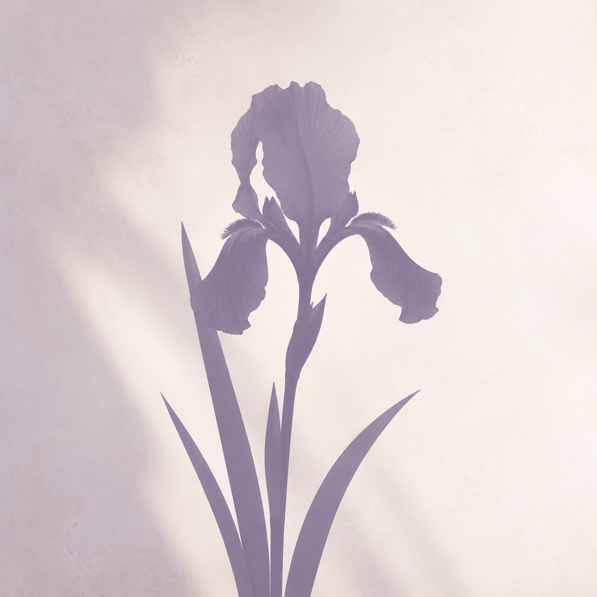 Pourquoi l’Iris d’Alger a trouvé sa place chez nous